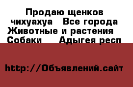 Продаю щенков чихуахуа - Все города Животные и растения » Собаки   . Адыгея респ.